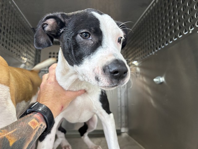 Kippy, a Pit Bull Terrier (mix breed), available for adoption
