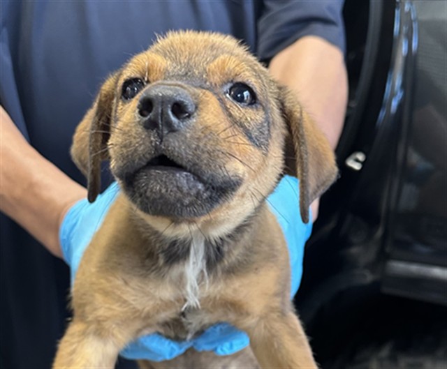 A035294, a Labrador Retriever (mix breed), available for adoption