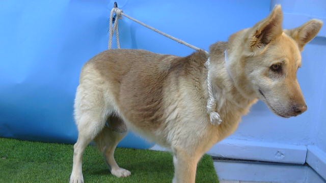 A5805562, a Siberian Husky, available for adoption