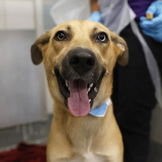 Brownie, a Shepherd (mix breed), available for adoption