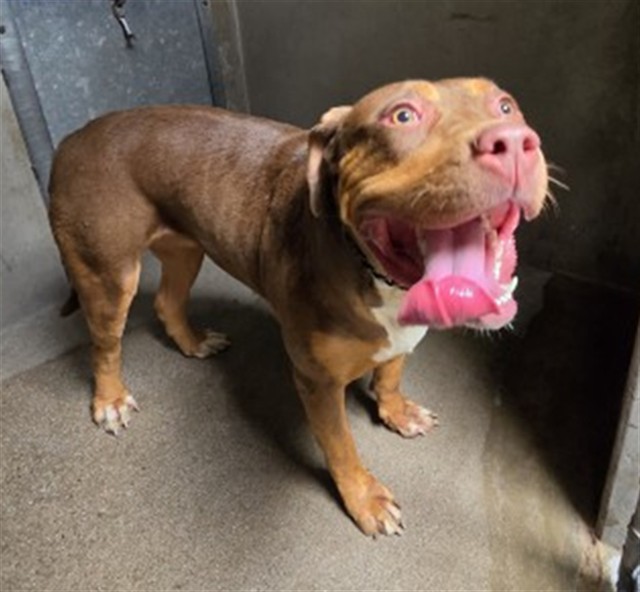 Liliana, a Pit Bull Terrier, available for adoption