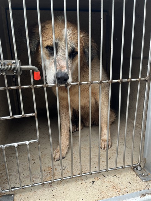 Wally, a Great Pyrenees (mix breed), available for adoption