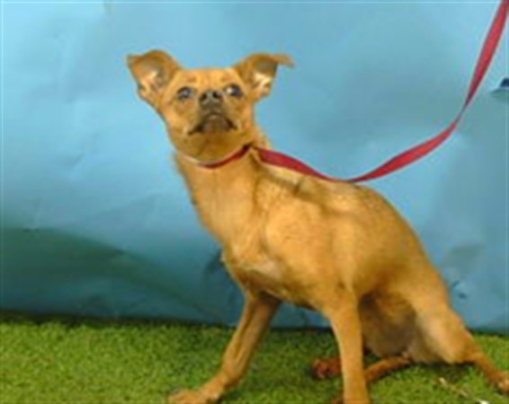 Maple, a Chihuahua, available for adoption