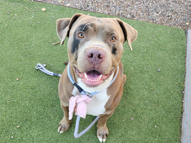 Pound Cake, a Bullmastiff (mix breed), available for adoption
