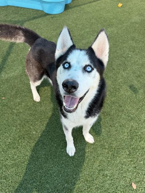 Sonny, a Siberian Husky (mix breed), available for adoption