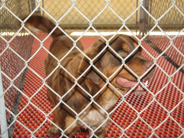 Other Photos of thie Dog