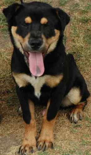 Other Photos of thie Dog