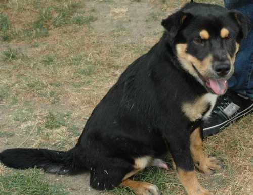 Other Photos of thie Dog