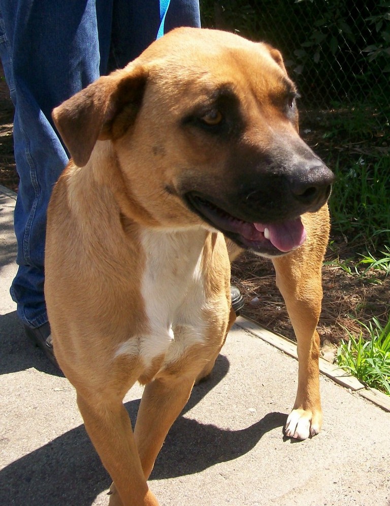 Other Photos of thie Dog