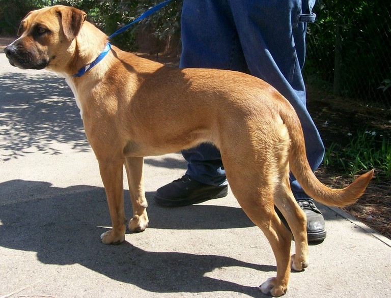 Other Photos of thie Dog