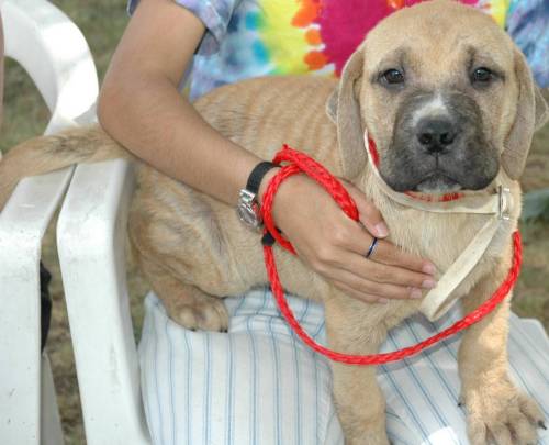 Other Photos of thie Dog