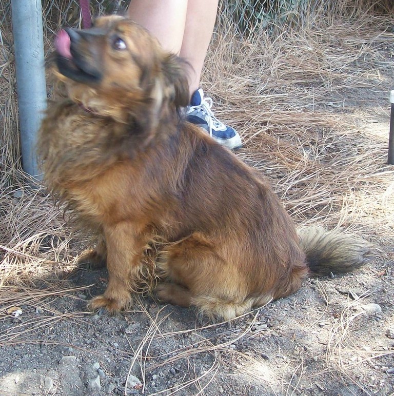 Other Photos of thie Dog