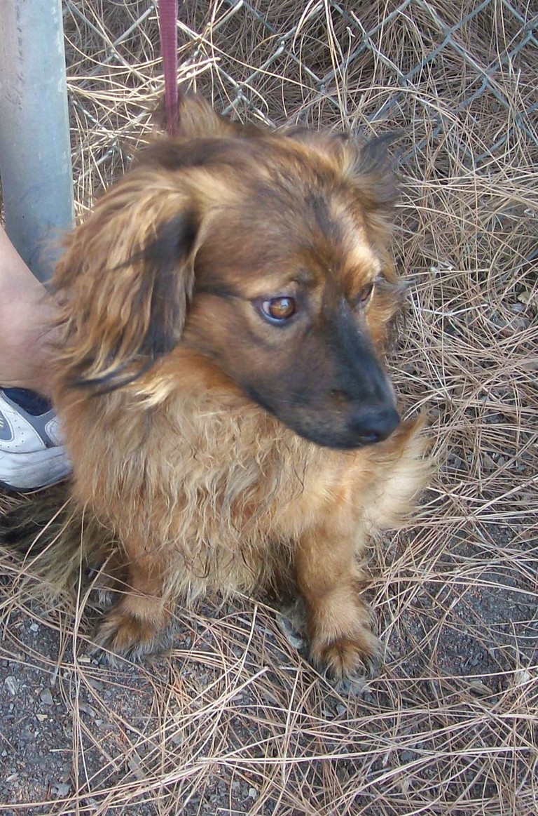 Other Photos of thie Dog