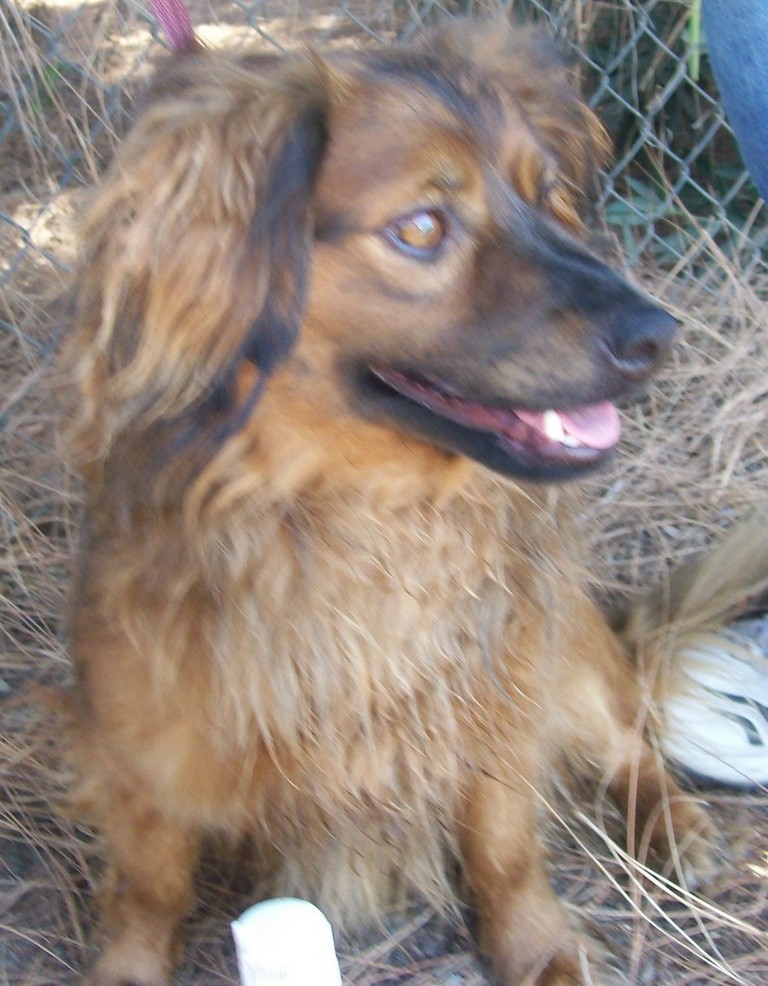 Other Photos of thie Dog
