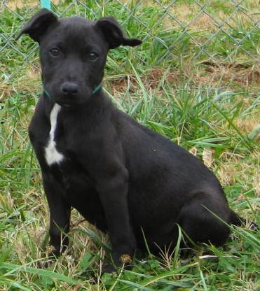 Other Photos of thie Dog