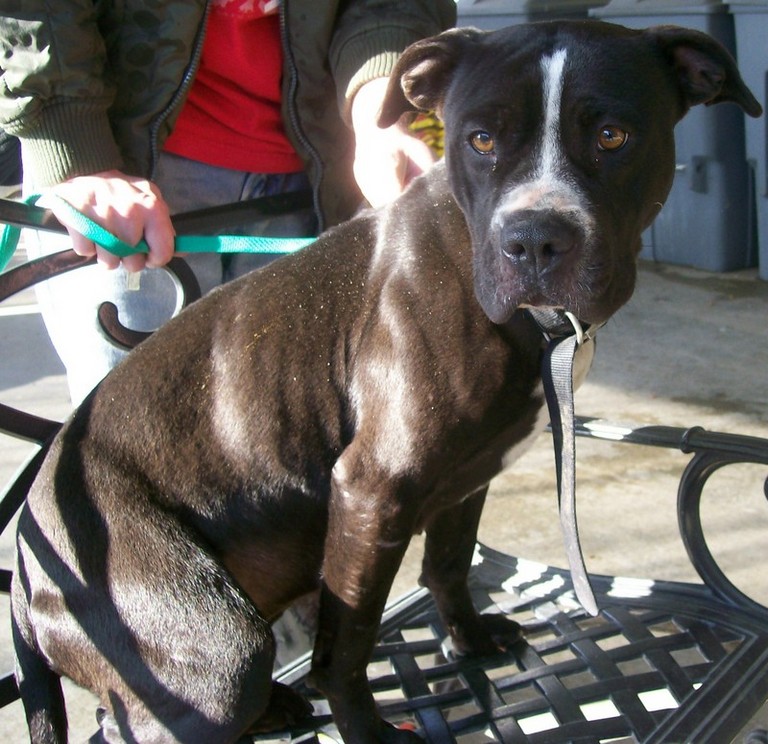 Other Photos of thie Dog