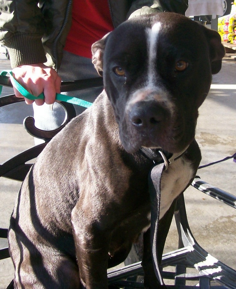 Other Photos of thie Dog