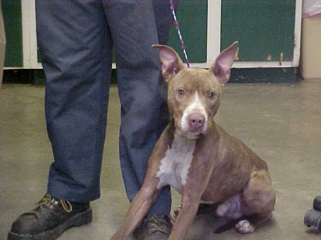 Other Photos of thie Dog