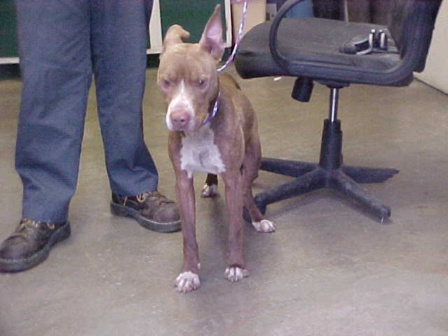Other Photos of thie Dog