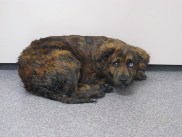 Other Photos of thie Dog
