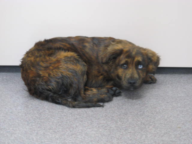 Other Photos of thie Dog