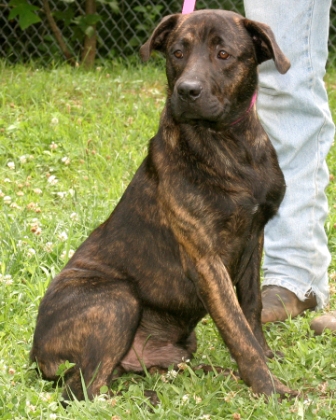 Other Photos of thie Dog