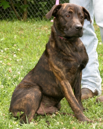 Other Photos of thie Dog