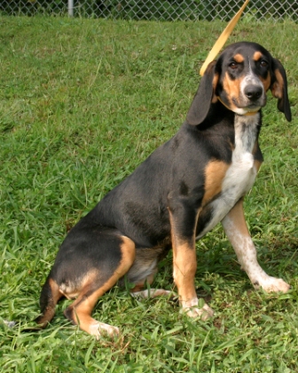 Other Photos of thie Dog