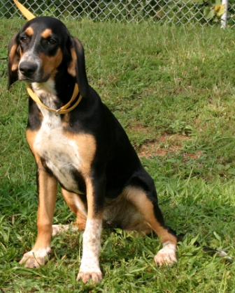 Other Photos of thie Dog