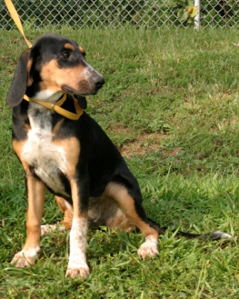 Other Photos of thie Dog