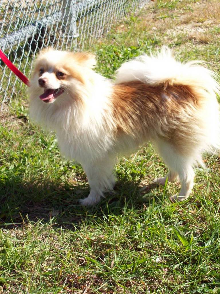 Other Photos of thie Dog