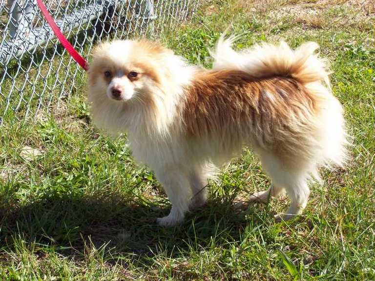 Other Photos of thie Dog