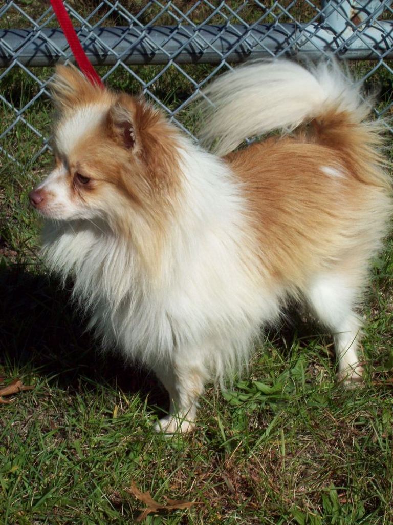 Other Photos of thie Dog