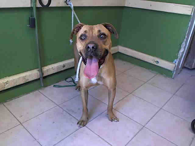 Main Photo of this Dog