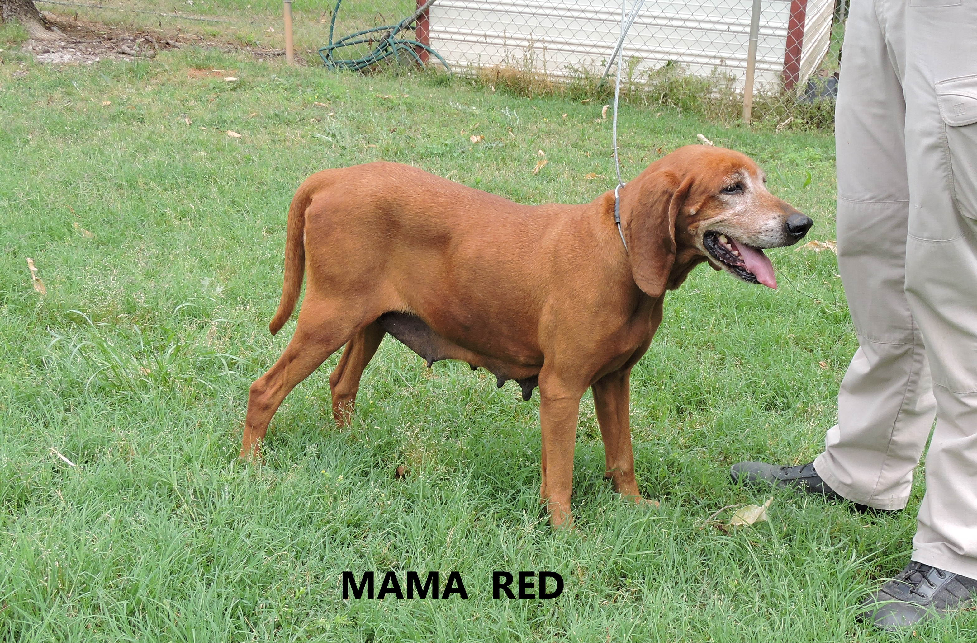 Other Photos of thie Dog