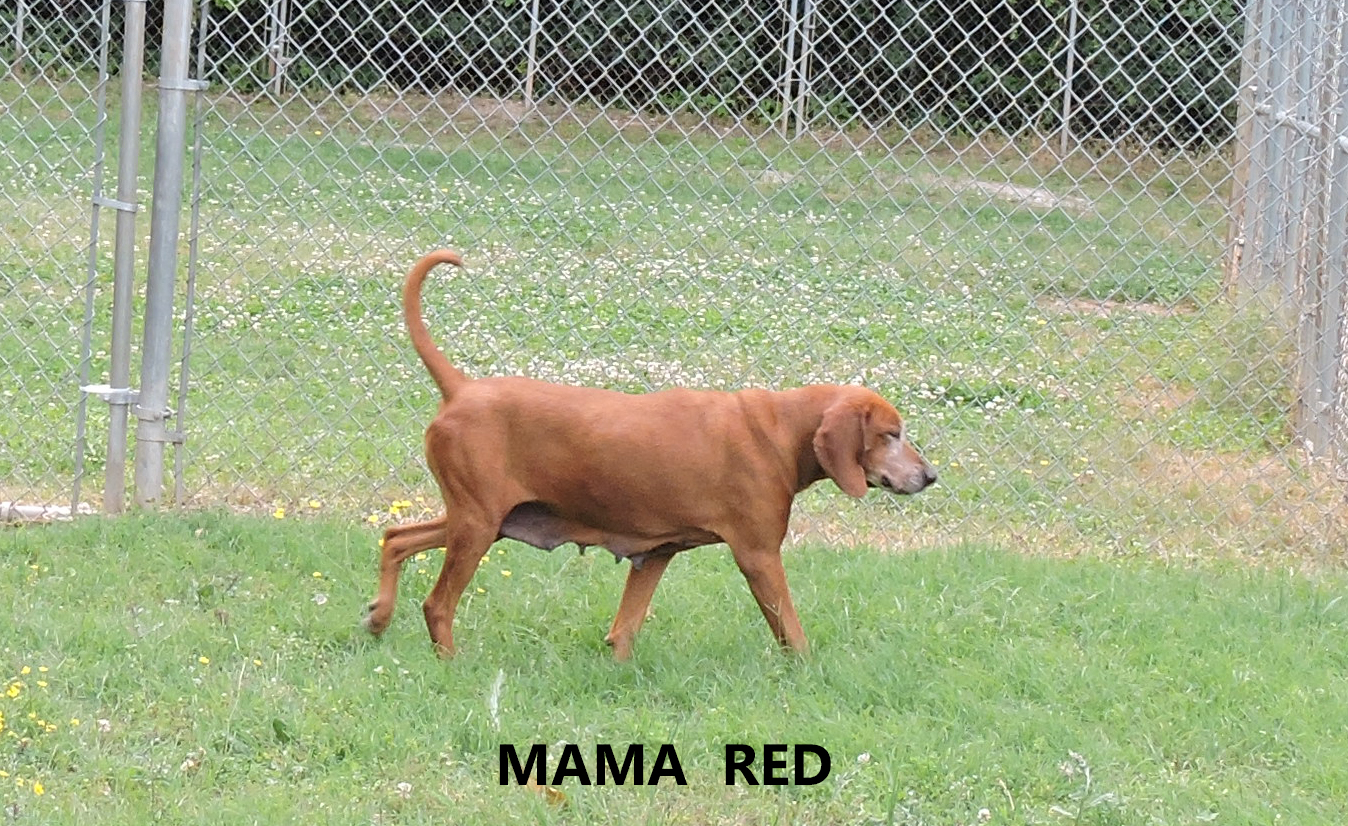 Other Photos of thie Dog