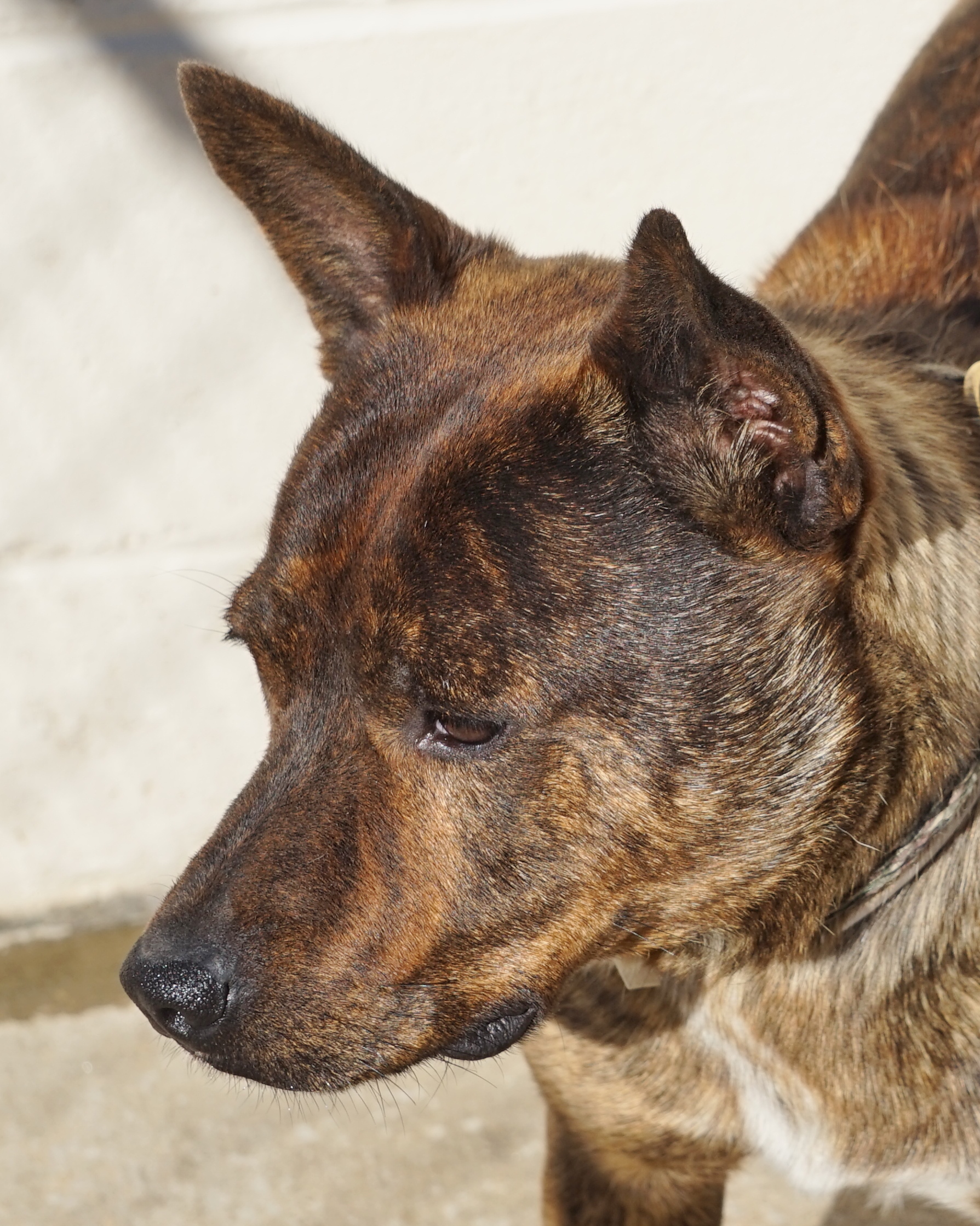 Other Photos of thie Dog