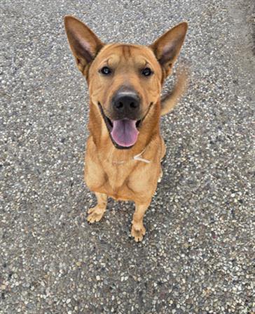 Main Photo of this Dog