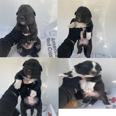 Other Photos of thie Dog