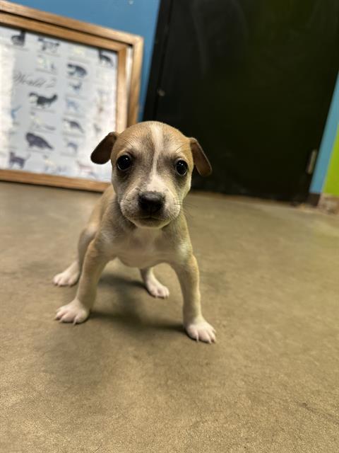 Main Photo of this Dog