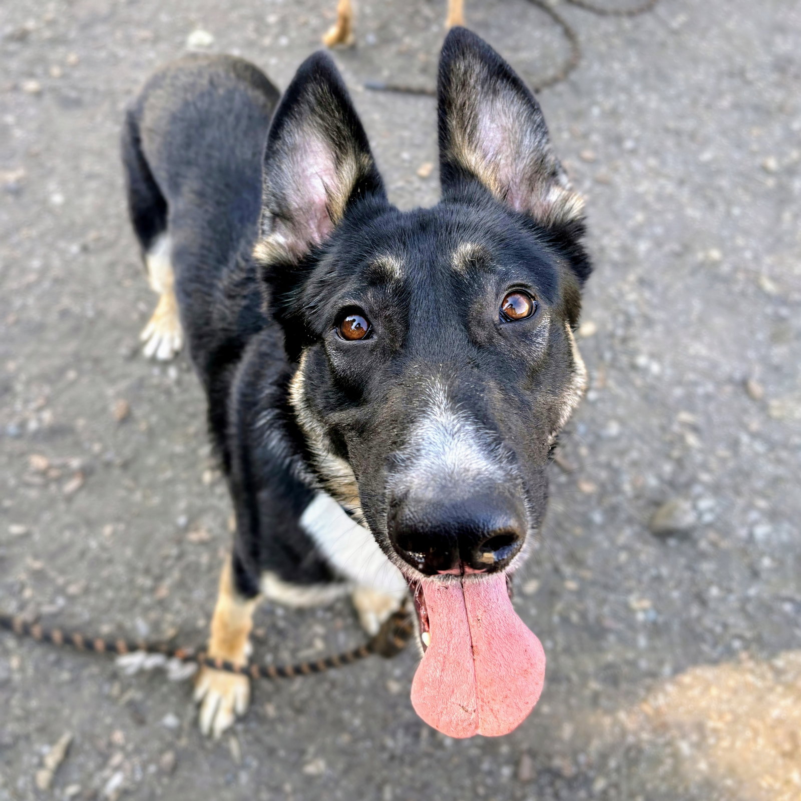 Main Photo of this Dog