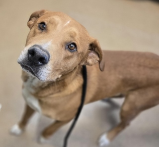 Charlie, a Labrador Retriever (mix breed), available for adoption