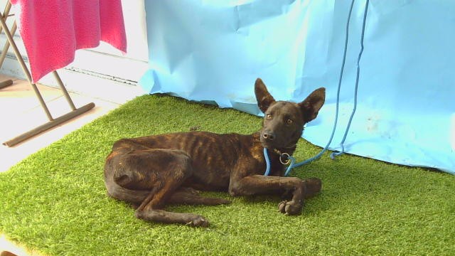 Rasberry, a Belgian Shepherd Malinois, available for adoption