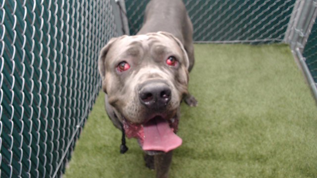 Loki, a Cane Corso Mastiff, available for adoption
