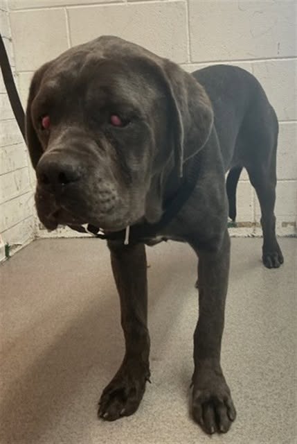 Pearl, a Cane Corso Mastiff, available for adoption