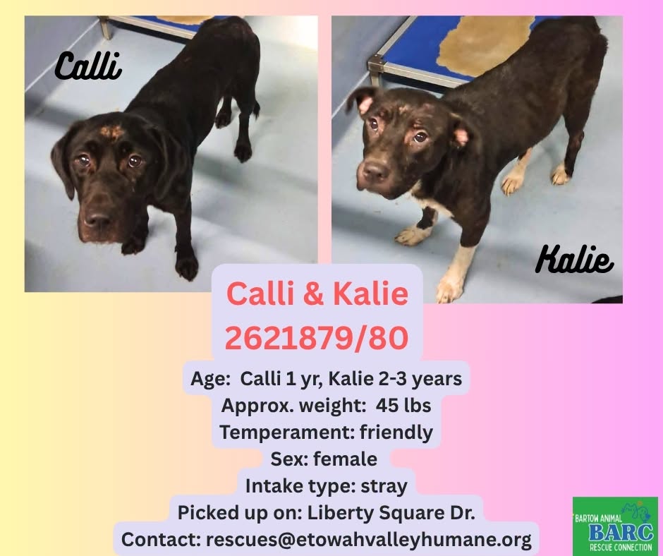 Calli And Kalie, a Labrador Retriever (mix breed), available for adoption