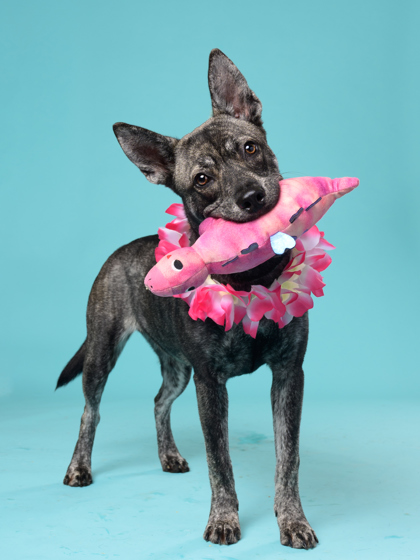 Lyla8, a Terrier, available for adoption