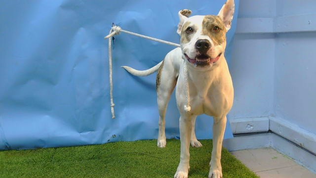 A5791901, a Pit Bull Terrier, available for adoption