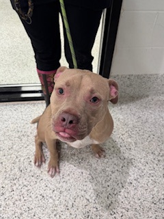 Frick, a American Staffordshire Terrier, available for adoption