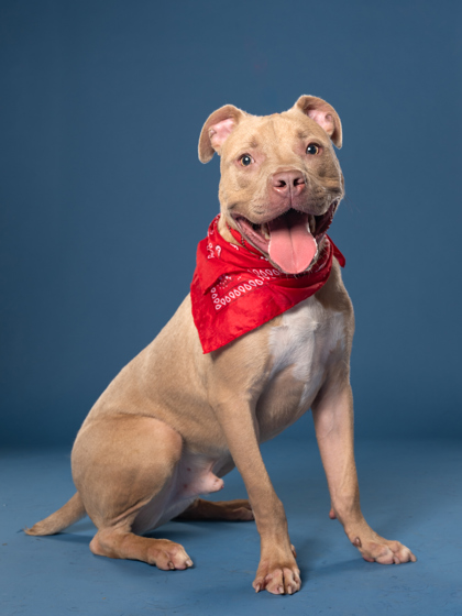Frick, a American Staffordshire Terrier, available for adoption